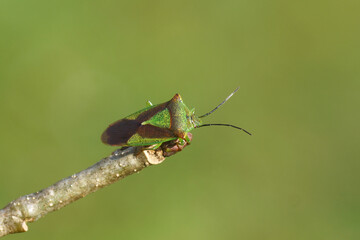 Hawthorn shieldbug (Acanthosoma haemorrhoidale), family Acanthosomatidae. On a twig of an oak after hibernation. Spring, March, Netherlands
