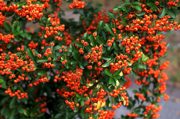 A bunch of red firethorn (Pyracantha coccinea) berries