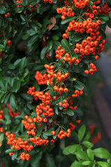 A bunch of red firethorn (Pyracantha coccinea) berries