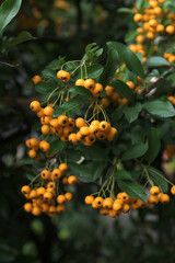 A bunch of red firethorn (Pyracantha coccinea) berries