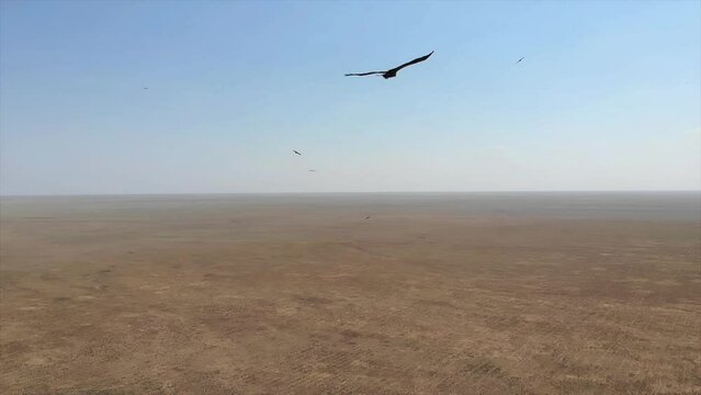 Kalmykia, Black Lands reserve. Predator birds.