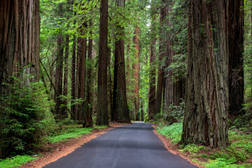 Journey through California's majestic Redwood country, where towering giants whisper tales of time...