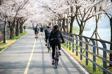 Fototapeta premium View of the peoples riding on the bicycles on the street with cherry blossoms in spring