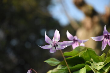 	春の陽光を浴びる紫色のカタクリの花