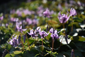 	春の陽光を浴びる紫色のカタクリの花