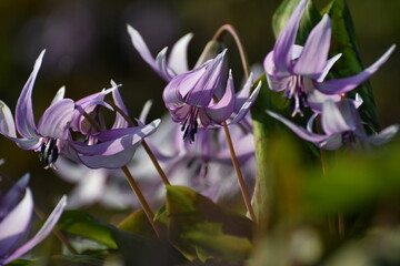 	春の陽光を浴びる紫色のカタクリの花