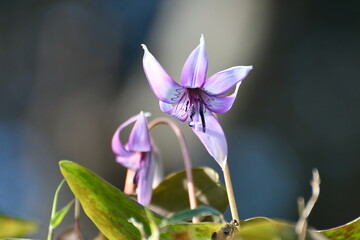 	春の陽光を浴びる紫色のカタクリの花
