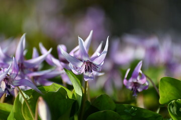 	春の陽光を浴びる紫色のカタクリの花