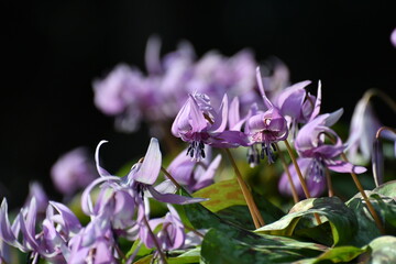 	春の陽光を浴びる紫色のカタクリの花