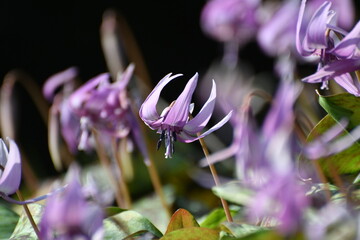 	春の陽光を浴びる紫色のカタクリの花