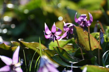 	春の陽光を浴びる紫色のカタクリの花