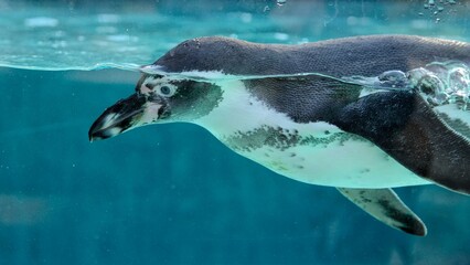 penguin swimming in the water - obrazy, fototapety, plakaty