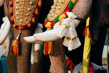 indian thrissur pooram hindu festival celebrating with decorated colorful elephants