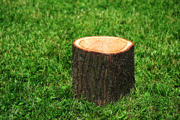 Wooden cross section of a tree trunk on a background of green grass.