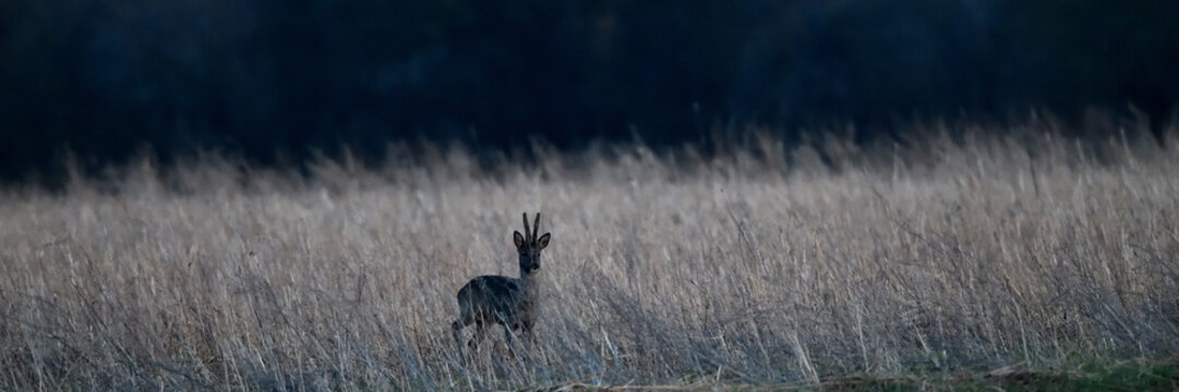 mystisches M&auml;rchenbild in wundervollem,sanftem Licht im Sonnenaufgang. Ein behutsames Reh, das achtsame deutsche Tier, im Fokus. 