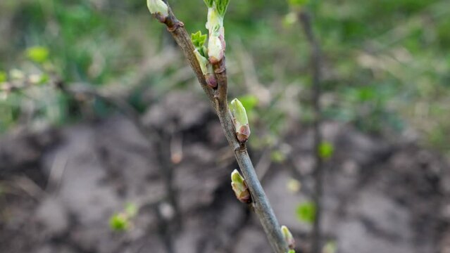A young currant shoot. Currant bush. Garden care. Gardening.