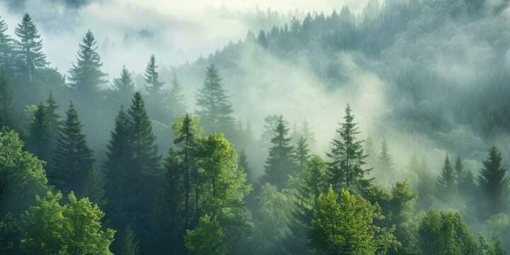 Fototapeta beautiful view ofer a foggy forest from hill
