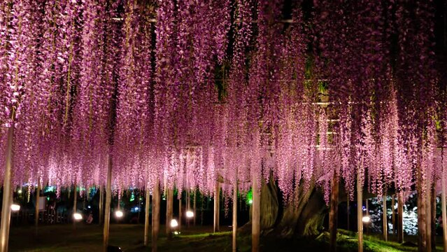 大藤まつりのあしかがフラワーパーク