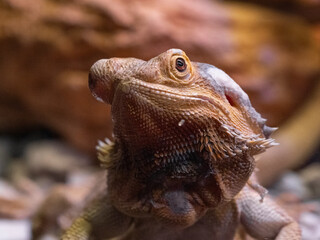 bearded dragon lizard