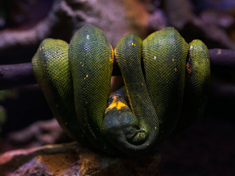 green tree python