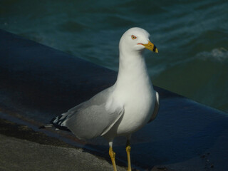 seagull on the beach
