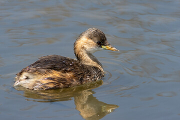 Dabchick or little grebe in Africa