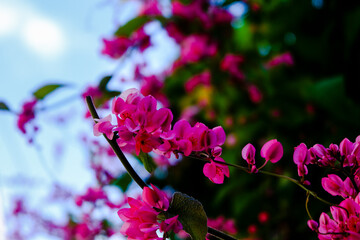 Mexican creeper flower plant as decoration in the garden and at home