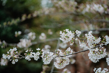 東京の公園に咲く美しい桜の花