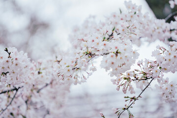 東京の公園に咲く美しい桜の花