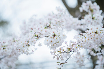 東京の公園に咲く桜の花