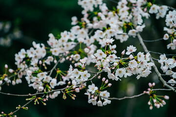 東京の公園に咲く美しい桜の花