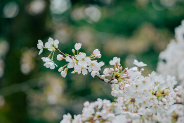 東京の公園に咲く桜の花