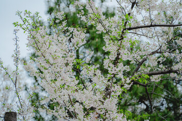 東京の公園に咲く桜の花