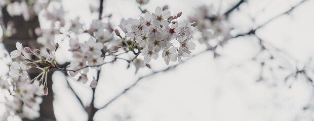 東京の公園に咲く桜の花