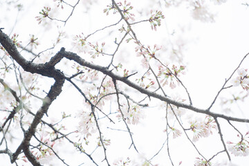Fototapeta na wymiar 東京の公園に咲く桜の花