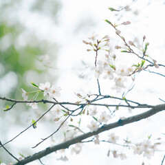 東京の公園に咲く桜の花