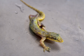 Closeup eye of a lizard