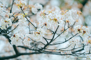 東京の公園に咲く桜の花
