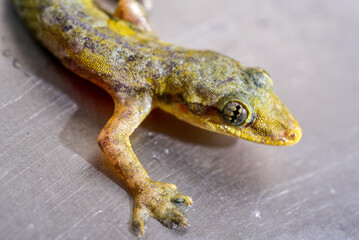 Closeup eye of a lizard