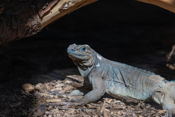 Portrait of a large lizard