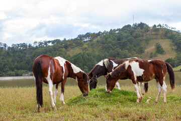 Wild Horses In A Plateau.