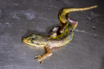 Closeup eye of a lizard