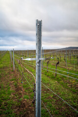 Obraz premium wire in a vineyard, shallow depth of field