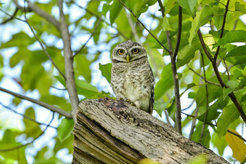 The young spotted Owlet on branch in Benjakiti park in Bangkok Thailand.