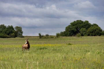 Blesbok standing in a beautiful field with yellow flowers