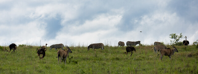 Mixed species group in Africa with zebra, eland and ostrich