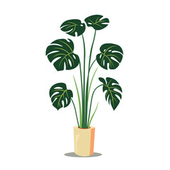 Monstera plant in a vase, monstera tree in a pot, vector illustration