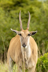 Naklejka na ściany i meble Large common eland Taurotragus oryx portrait 