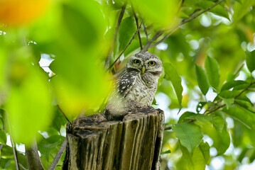 The young spotted Owlet on branch in Benjakiti park in Bangkok Thailand.