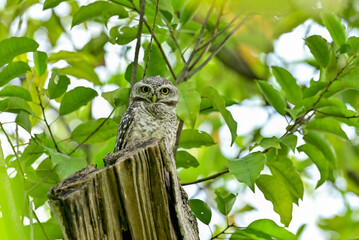 The young spotted Owlet on branch in Benjakiti park in Bangkok Thailand.